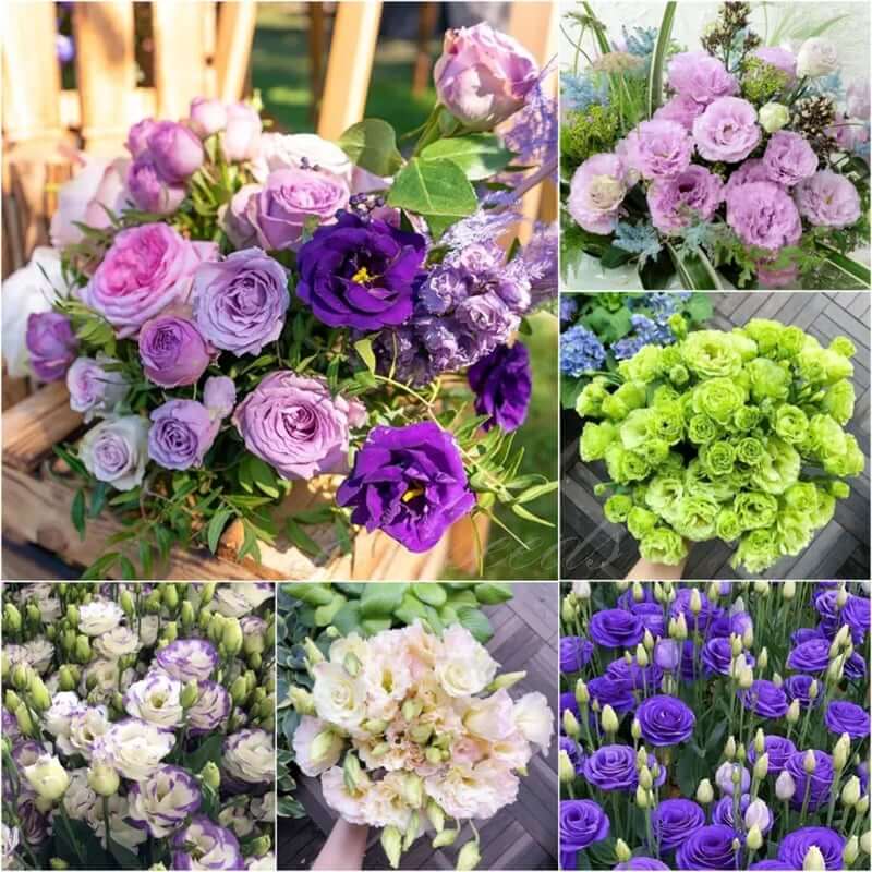 🔥Last Day 49% Discount - Sowing Lisianthus Flower Seeds for All Seasons🌿Suitable for Beginners