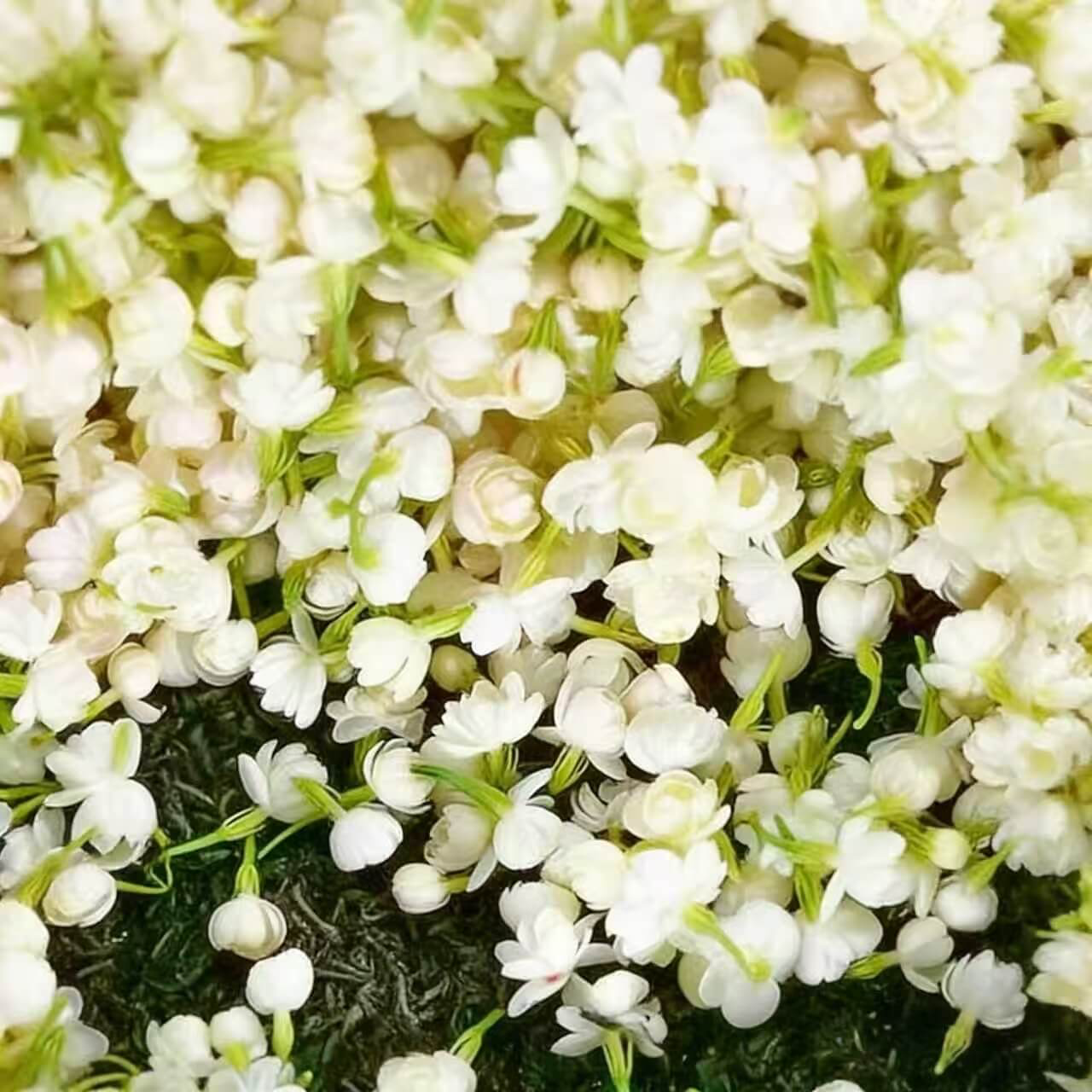 🌸 Last Day 49% OFF – Winter-Friendly Hanging Jasmine—Dreamy Indoor Flower🌿❄️