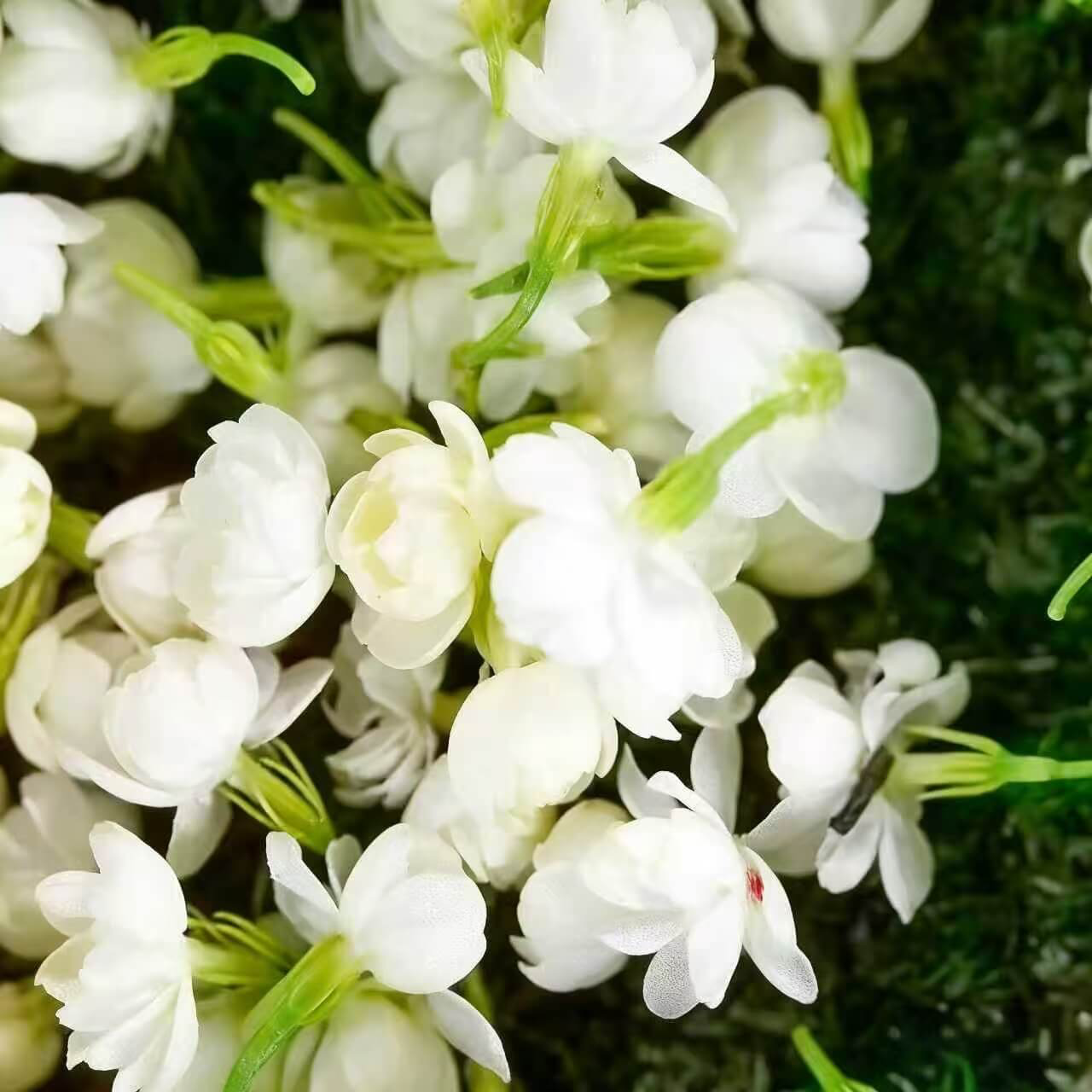 🌸 Last Day 49% OFF – Winter-Friendly Hanging Jasmine—Dreamy Indoor Flower🌿❄️