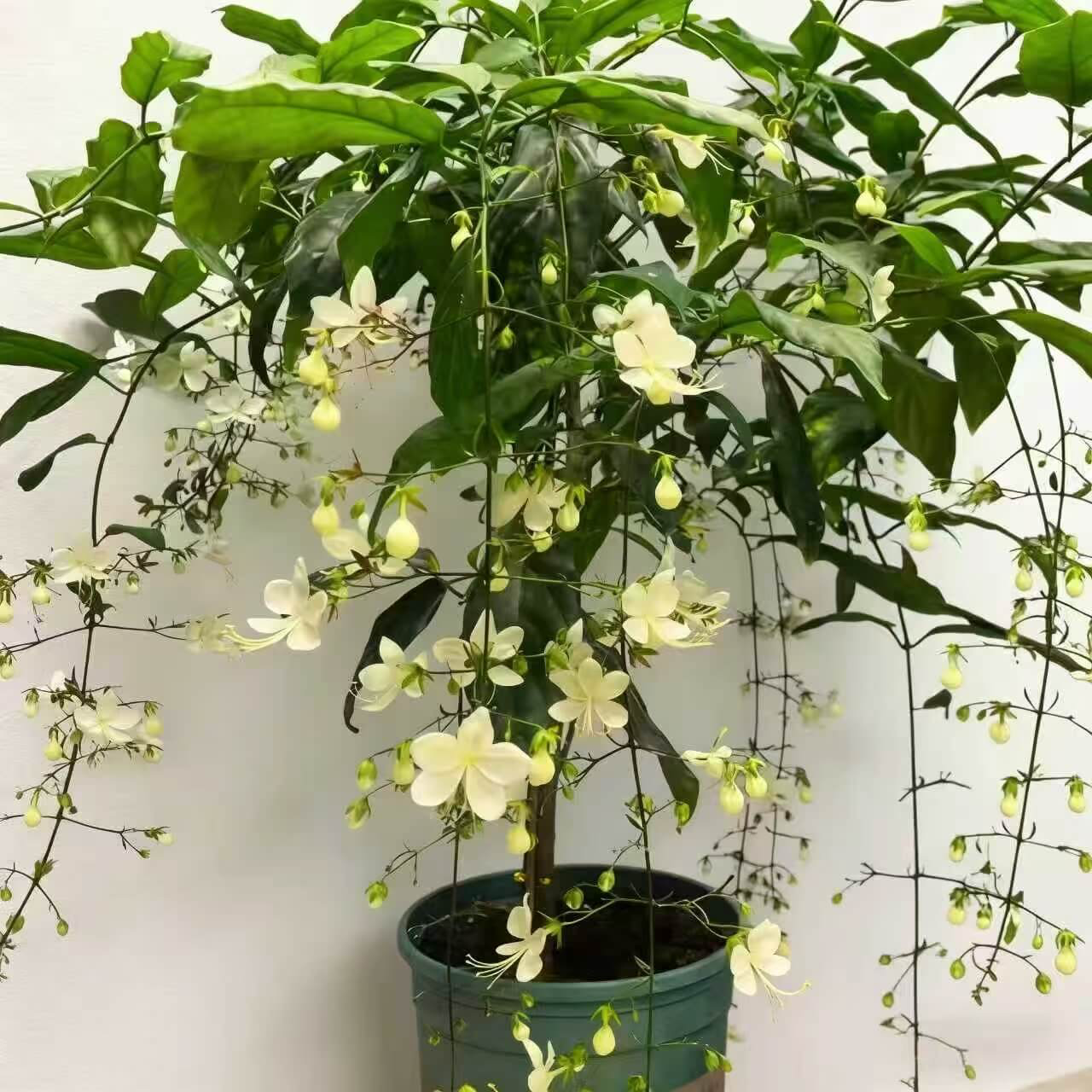 🌸 Last Day 49% OFF – Winter-Friendly Hanging Jasmine—Dreamy Indoor Flower🌿❄️