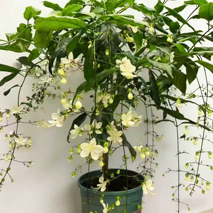 🌸 Last Day 49% OFF – Winter-Friendly Hanging Jasmine—Dreamy Indoor Flower🌿❄️