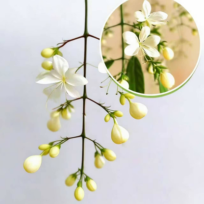 🌸 Last Day 49% OFF – Winter-Friendly Hanging Jasmine—Dreamy Indoor Flower🌿❄️