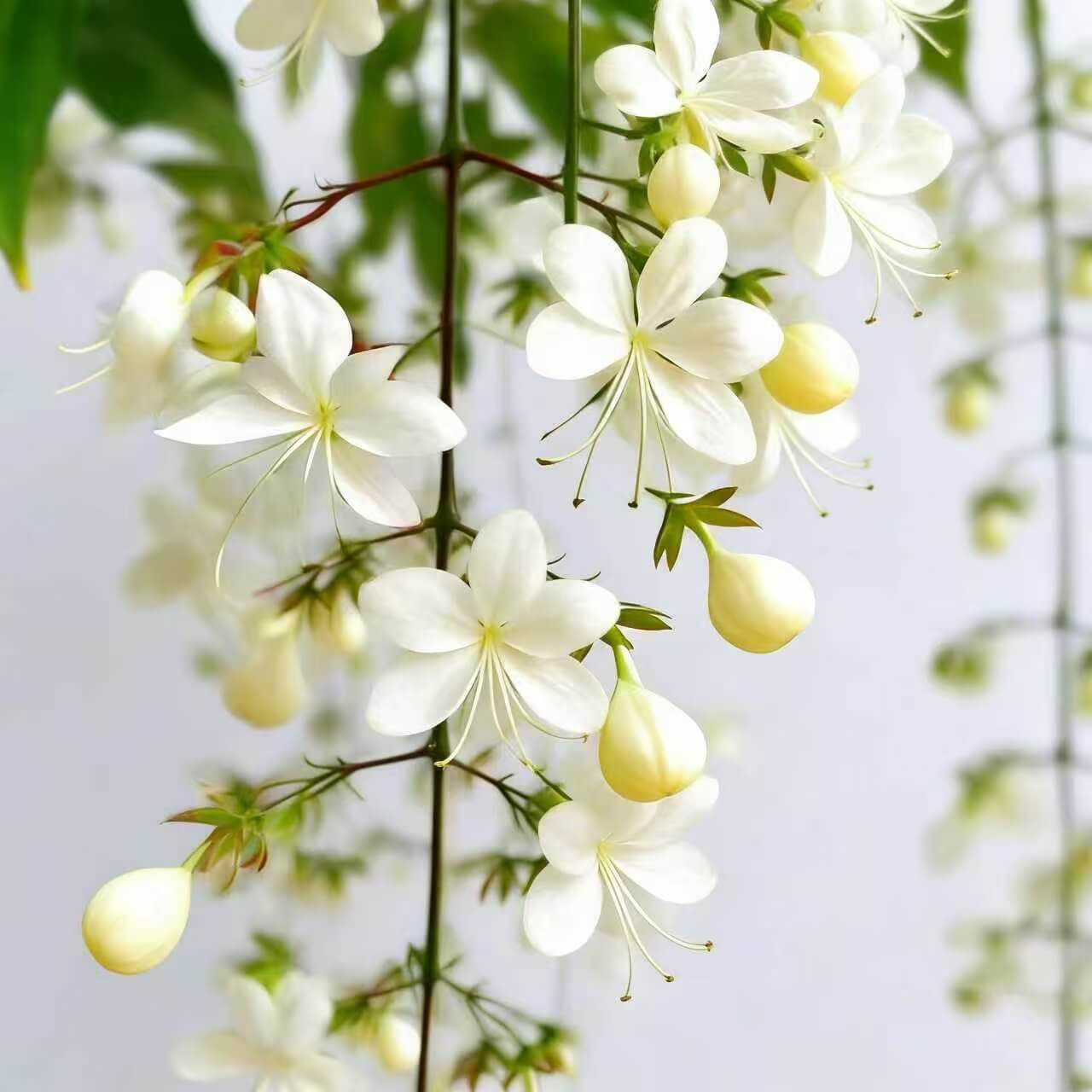 🌸 Last Day 49% OFF – Winter-Friendly Hanging Jasmine—Dreamy Indoor Flower🌿❄️