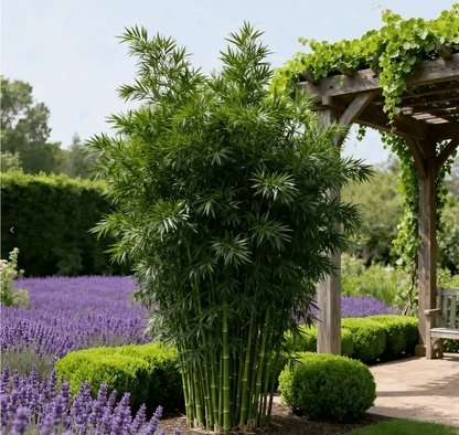 🎍Lucky Bamboo Cypress Seeds – Hardy, Easy-Grow Evergreen for Garden & Home