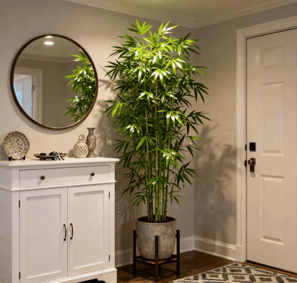 🎍Lucky Bamboo Cypress Seeds – Hardy, Easy-Grow Evergreen for Garden & Home