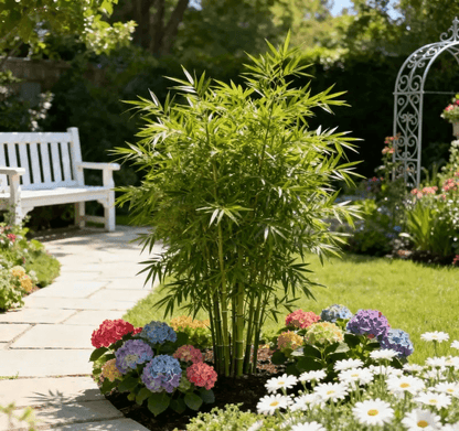 🎍Lucky Bamboo Cypress Seeds – Hardy, Easy-Grow Evergreen for Garden & Home