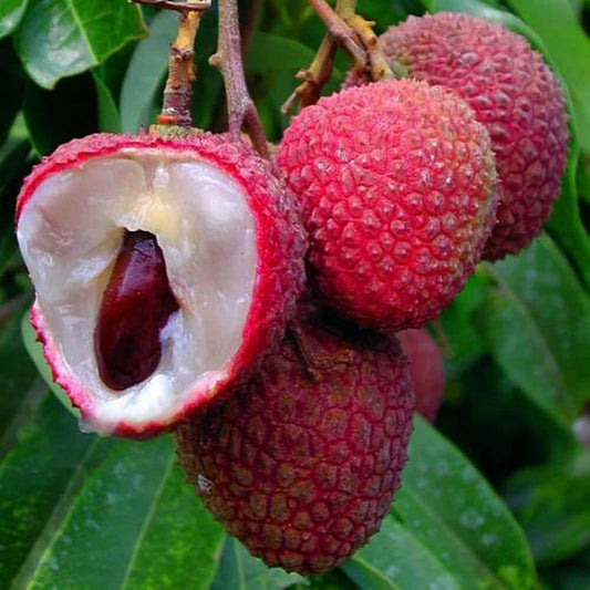 Heirloom Lychee (Litchi) Seeds — 20+ Organic Non-GMO Seeds