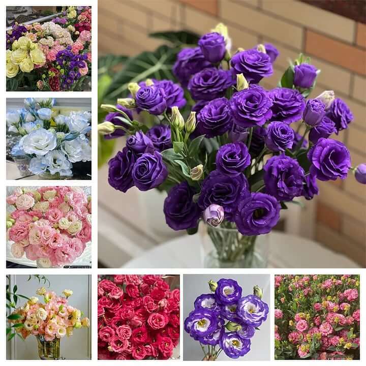 🔥Last Day 49% Discount - Sowing Lisianthus Flower Seeds for All Seasons🌿Suitable for Beginners