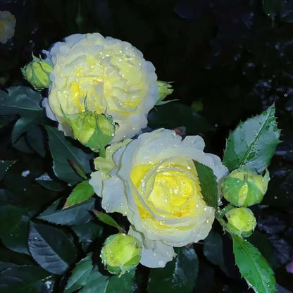 🔥Last Day 49% Discount - Sowing Lisianthus Flower Seeds for All Seasons🌿Suitable for Beginners