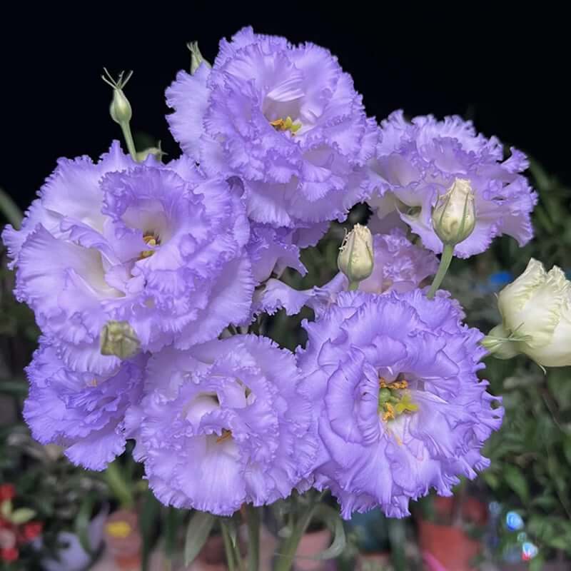 🔥Last Day 49% Discount - Sowing Lisianthus Flower Seeds for All Seasons🌿Suitable for Beginners