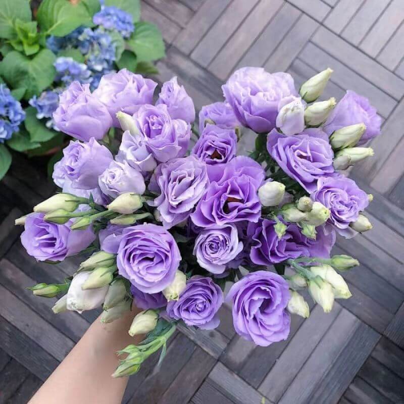 🔥Last Day 49% Discount - Sowing Lisianthus Flower Seeds for All Seasons🌿Suitable for Beginners