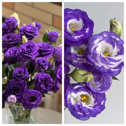 🔥Last Day 49% Discount - Sowing Lisianthus Flower Seeds for All Seasons🌿Suitable for Beginners