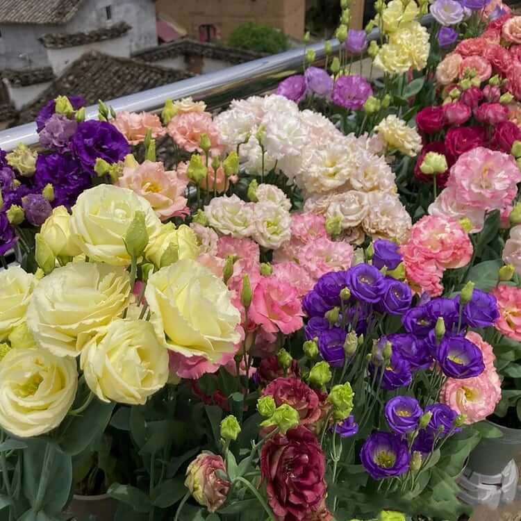 🔥Last Day 49% Discount - Sowing Lisianthus Flower Seeds for All Seasons🌿Suitable for Beginners
