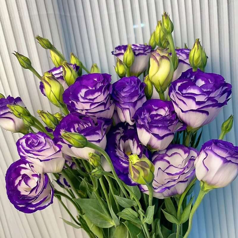 🔥Last Day 49% Discount - Sowing Lisianthus Flower Seeds for All Seasons🌿Suitable for Beginners