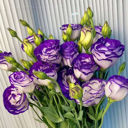 🔥Last Day 49% Discount - Sowing Lisianthus Flower Seeds for All Seasons🌿Suitable for Beginners