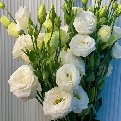 🔥Last Day 49% Discount - Sowing Lisianthus Flower Seeds for All Seasons🌿Suitable for Beginners