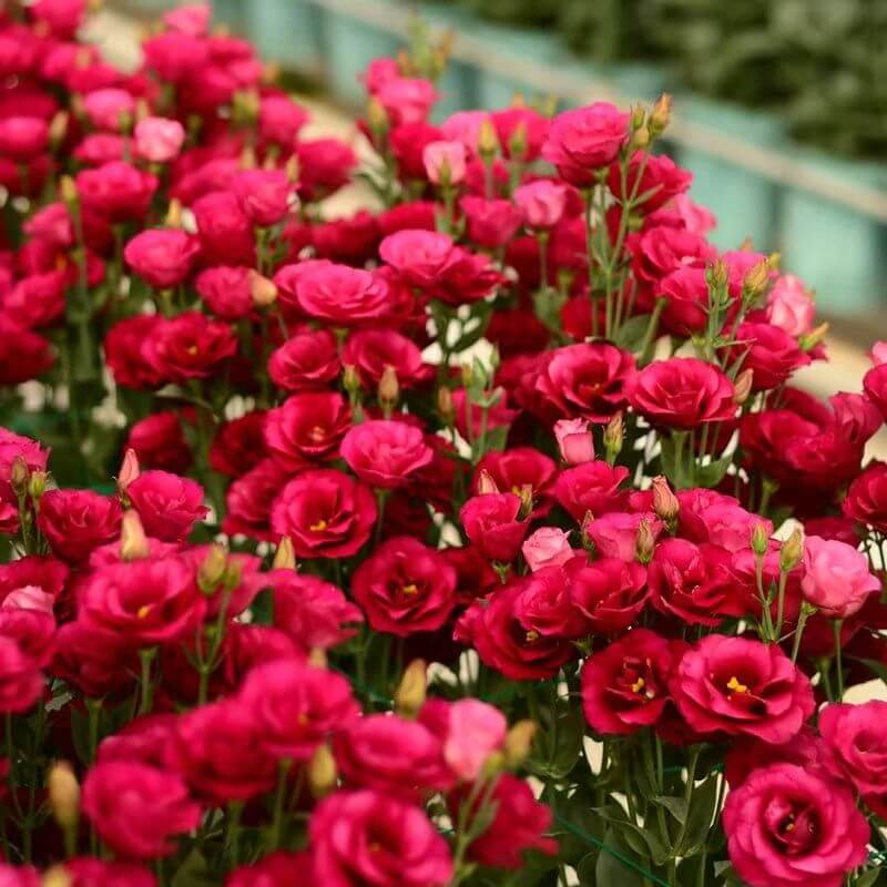 🔥Last Day 49% Discount - Sowing Lisianthus Flower Seeds for All Seasons🌿Suitable for Beginners