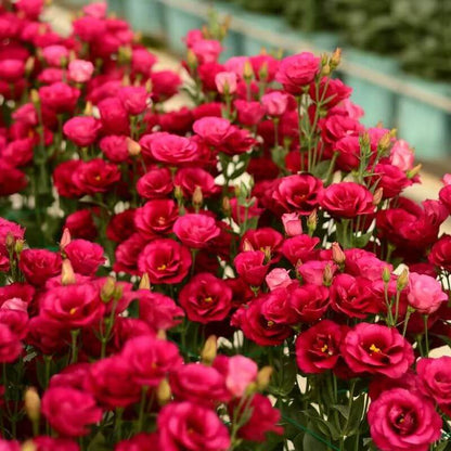 🔥Last Day 49% Discount - Sowing Lisianthus Flower Seeds for All Seasons🌿Suitable for Beginners