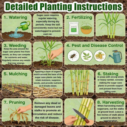 Grow Your Own Sugar! 🌱 sugarcane seeds