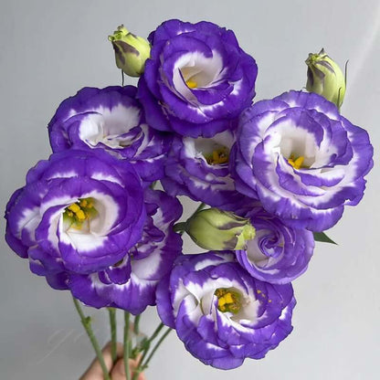 🔥Last Day 49% Discount - Sowing Lisianthus Flower Seeds for All Seasons🌿Suitable for Beginners