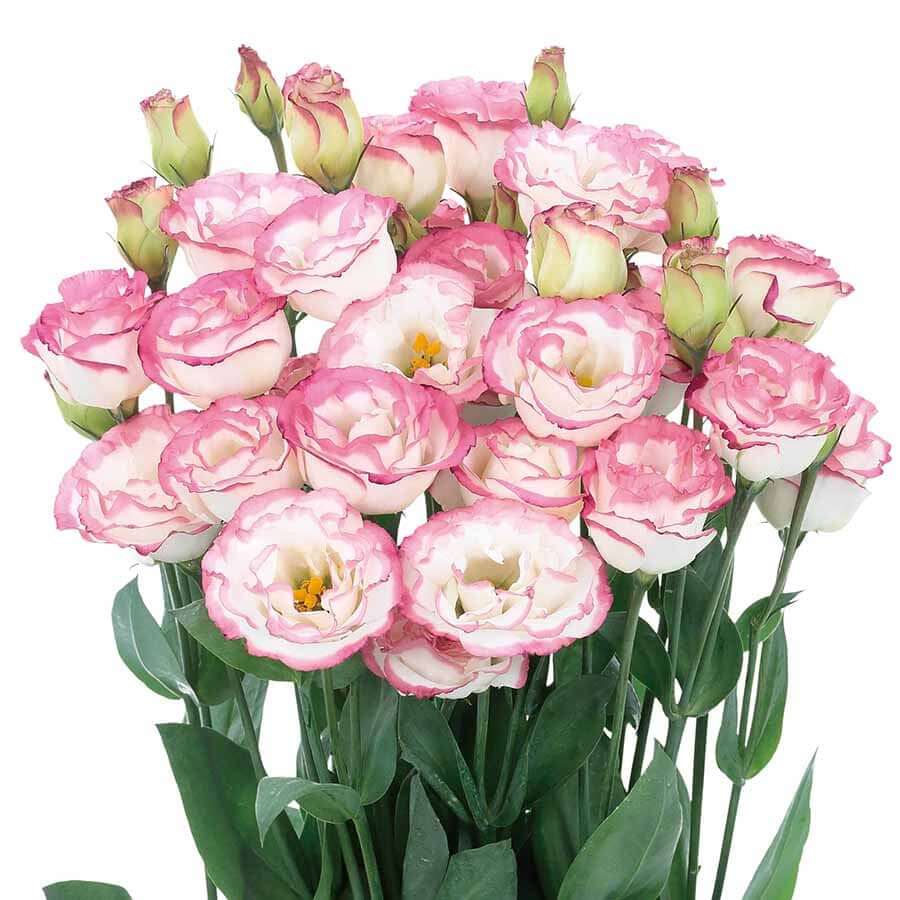 🔥Last Day 49% Discount - Sowing Lisianthus Flower Seeds for All Seasons🌿Suitable for Beginners