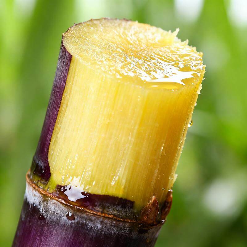 Grow Your Own Sugar! 🌱 sugarcane seeds
