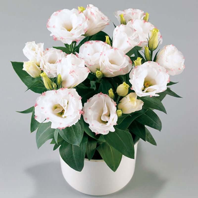 🔥Last Day 49% Discount - Sowing Lisianthus Flower Seeds for All Seasons🌿Suitable for Beginners