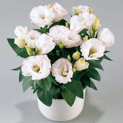 🔥Last Day 49% Discount - Sowing Lisianthus Flower Seeds for All Seasons🌿Suitable for Beginners