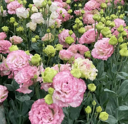 🔥Last Day 49% Discount - Sowing Lisianthus Flower Seeds for All Seasons🌿Suitable for Beginners