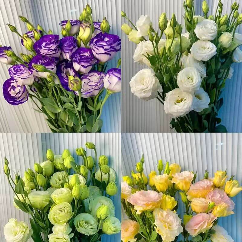 🔥Last Day 49% Discount - Sowing Lisianthus Flower Seeds for All Seasons🌿Suitable for Beginners